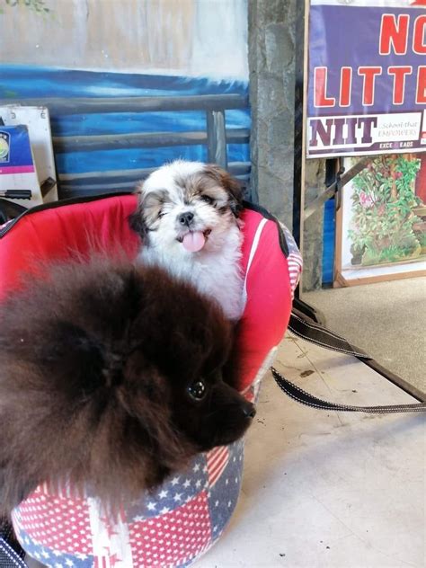 Top 10 Pet Breeder in Baguio City .